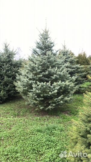 Ель голубая крупномер Предзаказ
