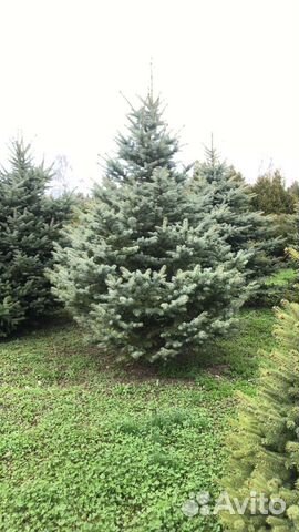 Ель голубая крупномер Предзаказ