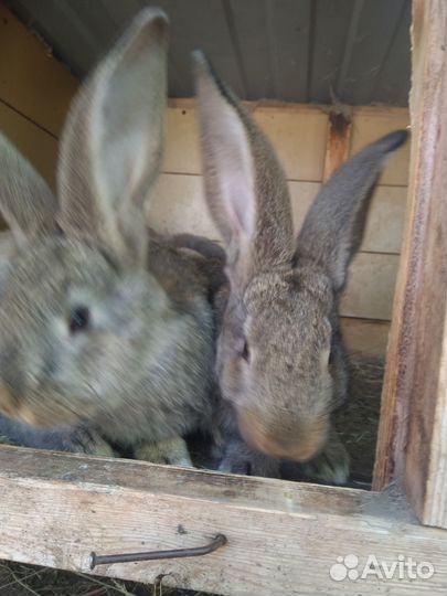 Кролики на племя