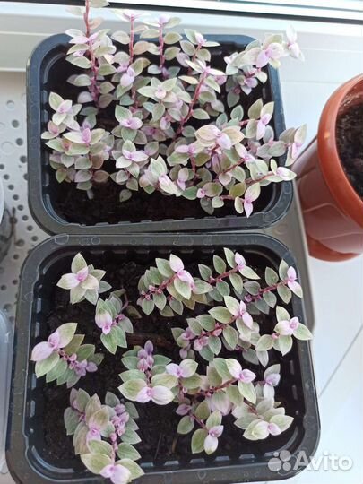 Каллизия, черенки