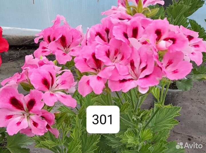 Королевская пеларгония