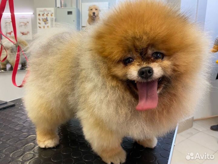 Груминг собак и кошек