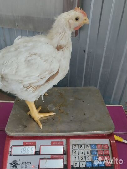 Цыплята бройлеры месячные