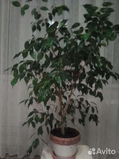 Фикус Бенджамина