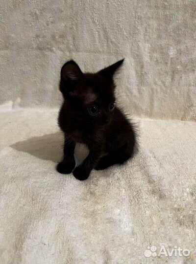 Котятки (2 месяца)