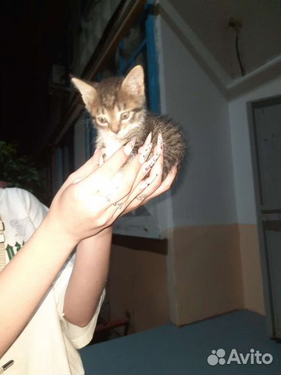 Кошки бесплатно