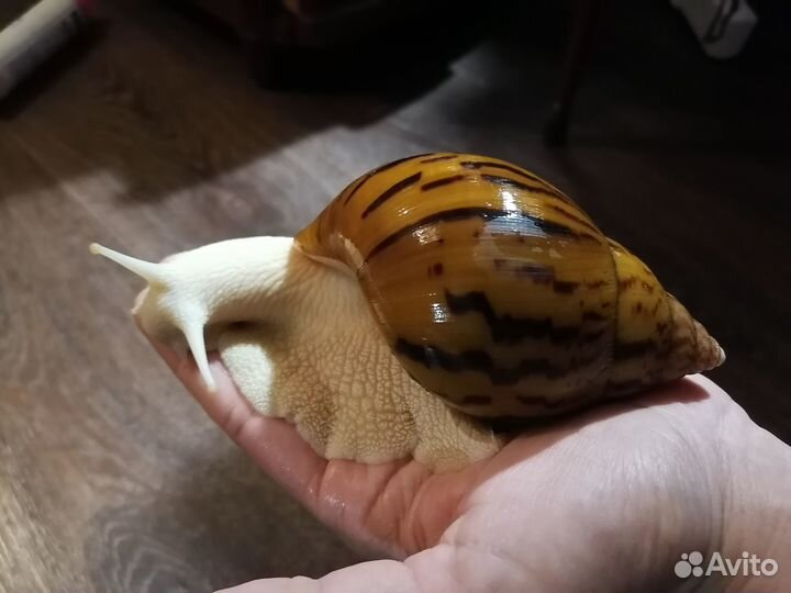 Продам улиток