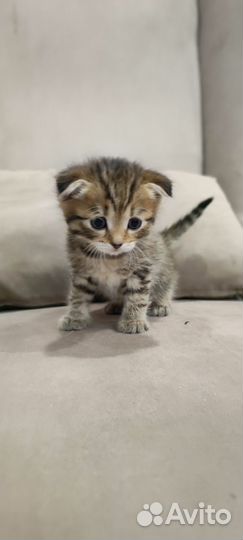 Продам шотландских котят