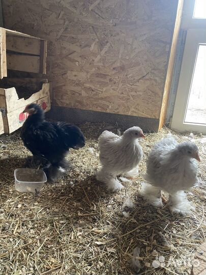 Цыплята кохинхина карликового