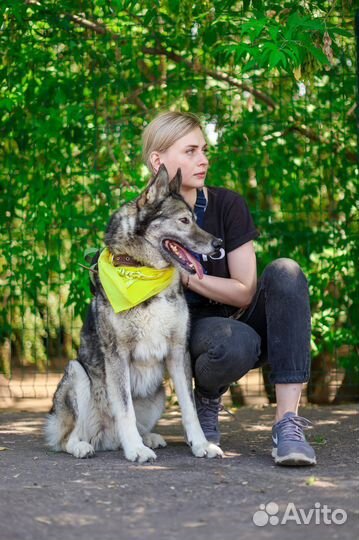 Метис хаски Гром ищет дом