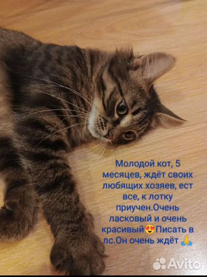 Кот в дар, очень ласковый и красивый