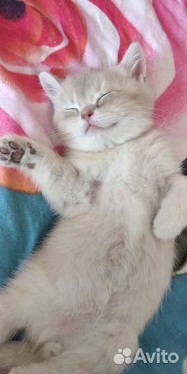 Голубое золото