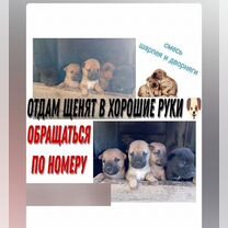 Отдам в добрые руки