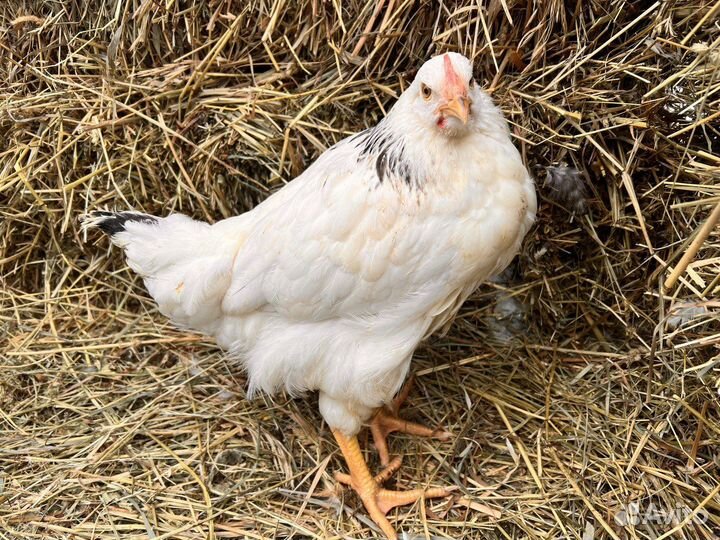 Куры молодки