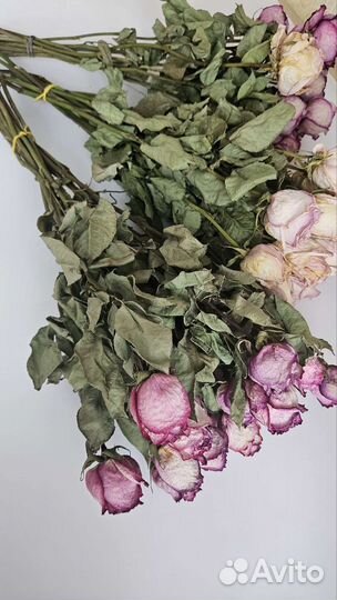 Сухоцветы розы