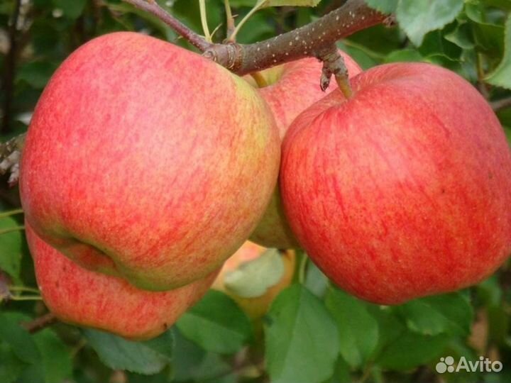 Яблоня Чемпион