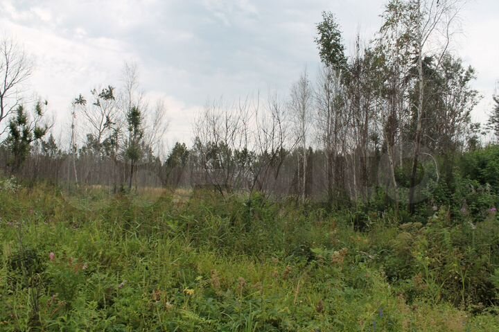 Участок 50 га (СНТ, ДНП)