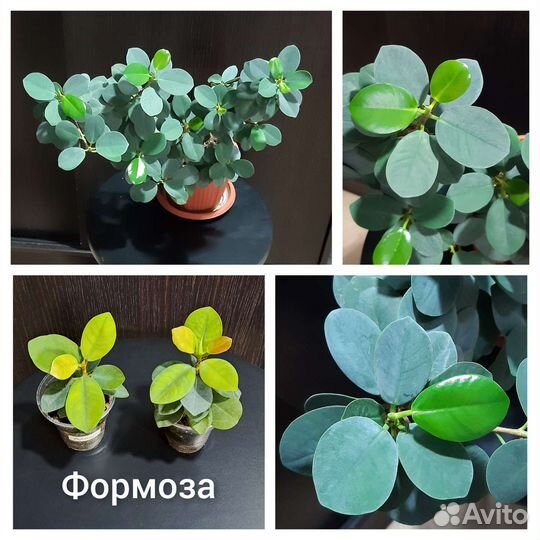 Фикусы сортовые. Часть 5