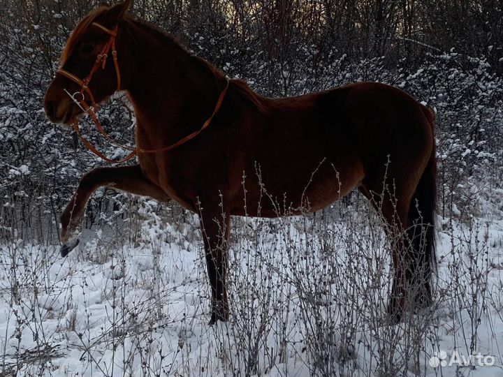 Фотосессии и агротуризм с лошадьми, верх. прогулки