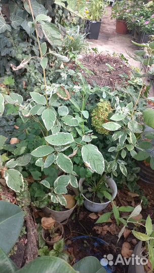 Уличные многолетники