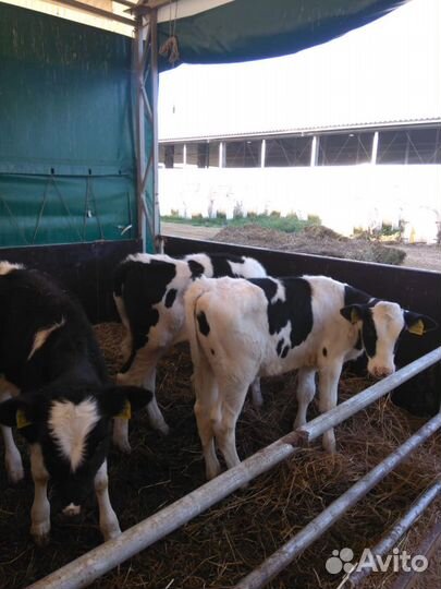 Бычки Телята