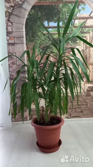 Пальма юкка