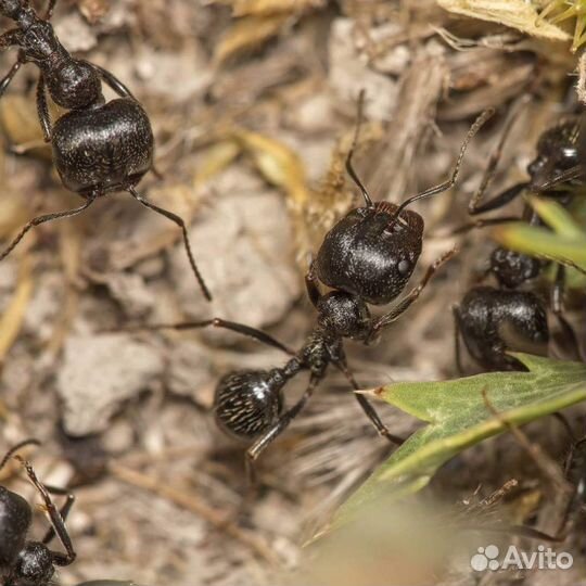 Муравьи жнецы Messor Structor