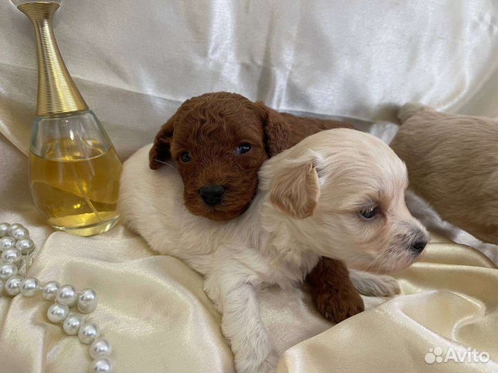 Мальтипу мальчики мини корейского типа