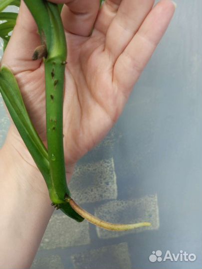 Монстера фридрихшталя