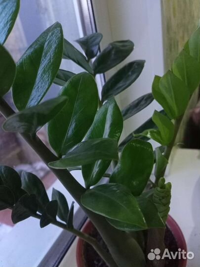 Замиокулькас