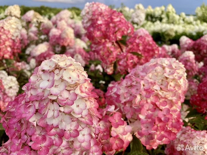 Гортензия Самарская Лидия