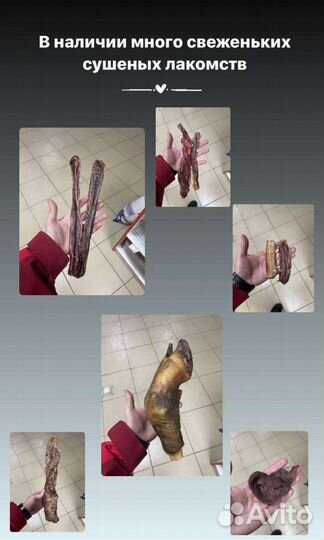 Мясо для собак и кошек