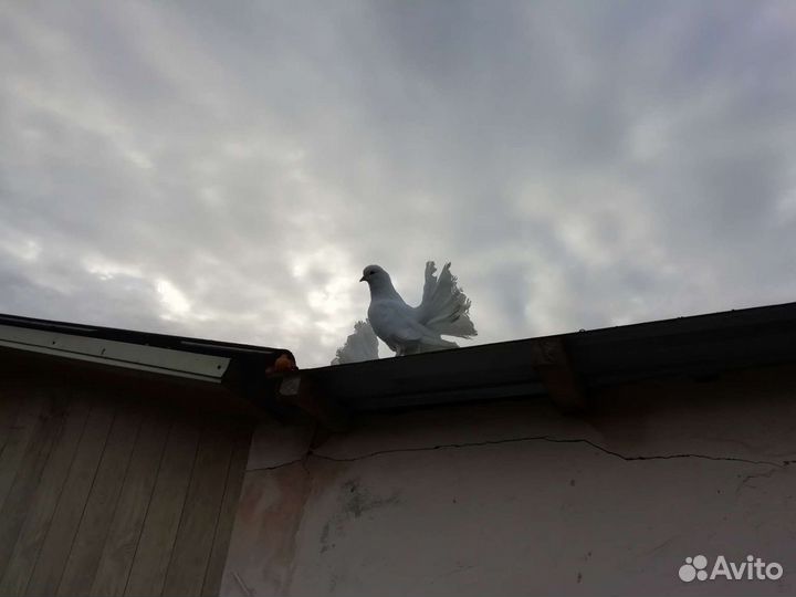 Голуби белые павлины