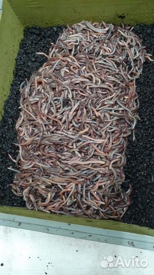 Червь дендробена