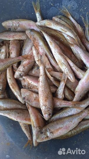 Барабулька оптом