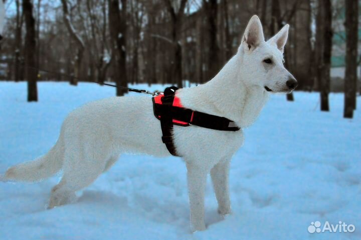 Шлейка для собаки анатомическая