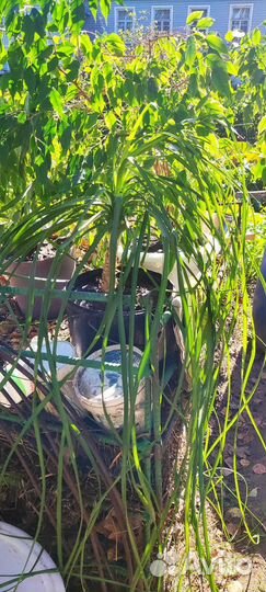 Бокарнея нолина