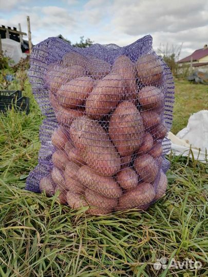 Картофель домашний