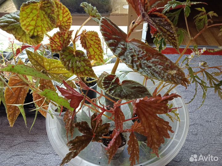 Бегонии набором