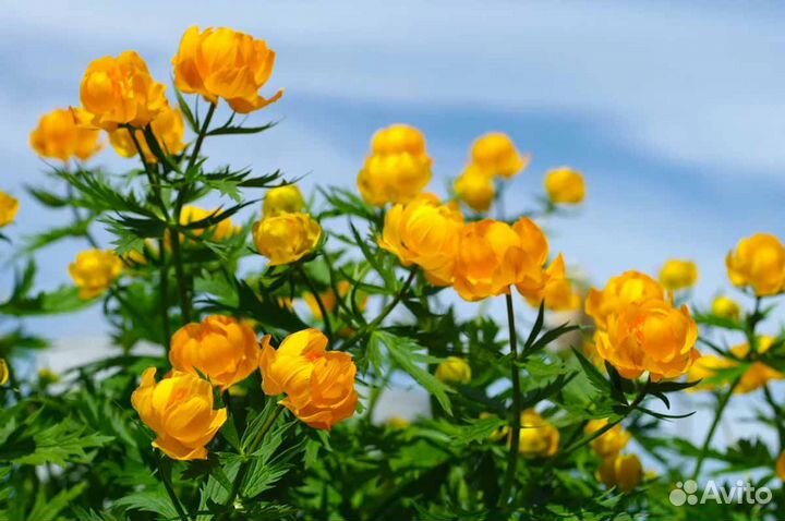 Купальница растение