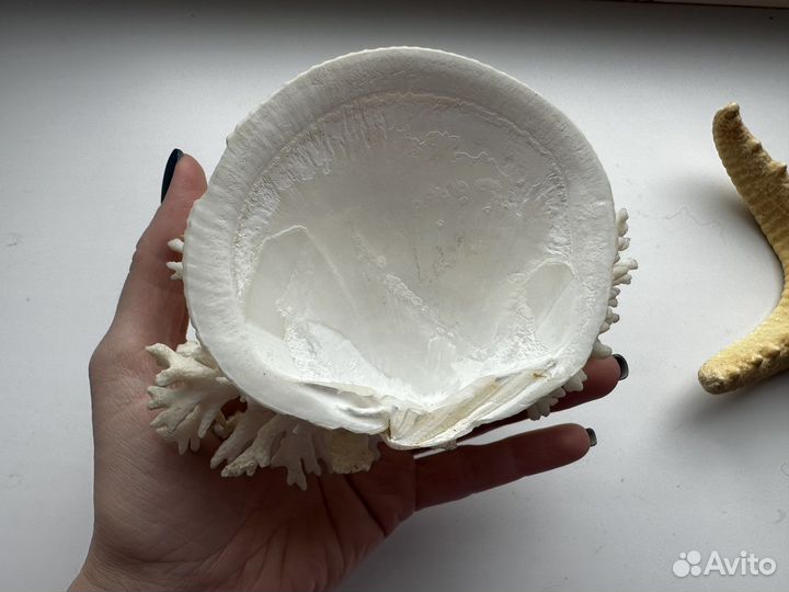 Натуральный морской коралл