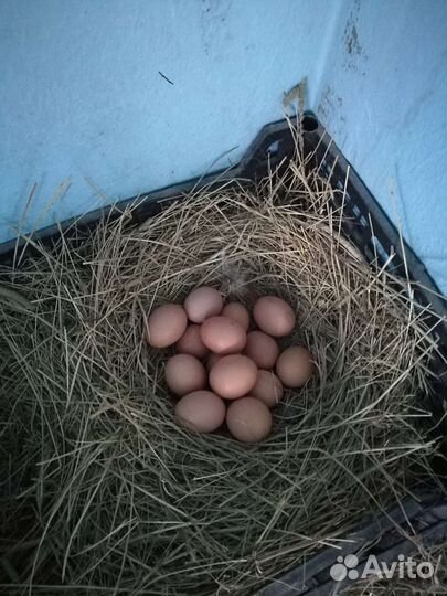 Домашние куриные яйца