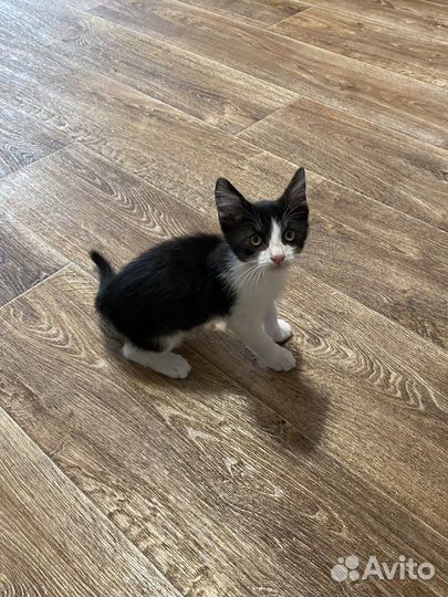 Котята в добрые руки вислоухий