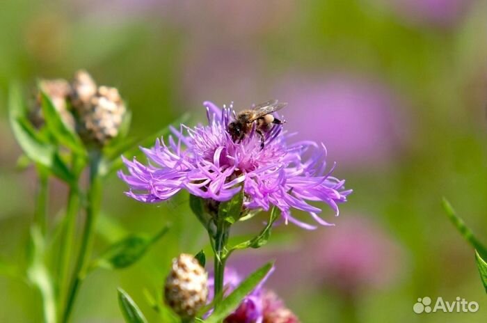 Мед 24 года натуральный опт