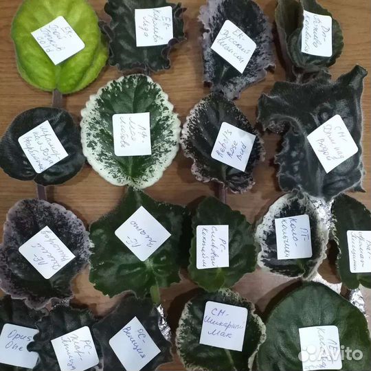 Фиалки наборы