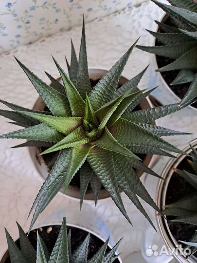 Хавортия цветы комнатные