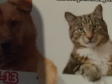 Гостиница для животных