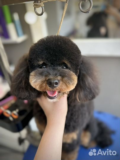 Груминг собак и кошек