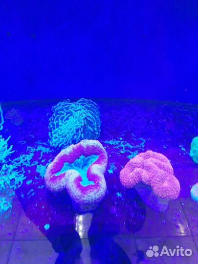 Морской аквариум