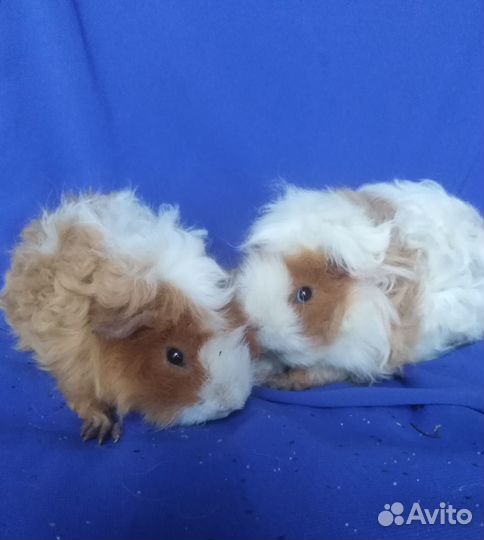 Породистые морские свинки